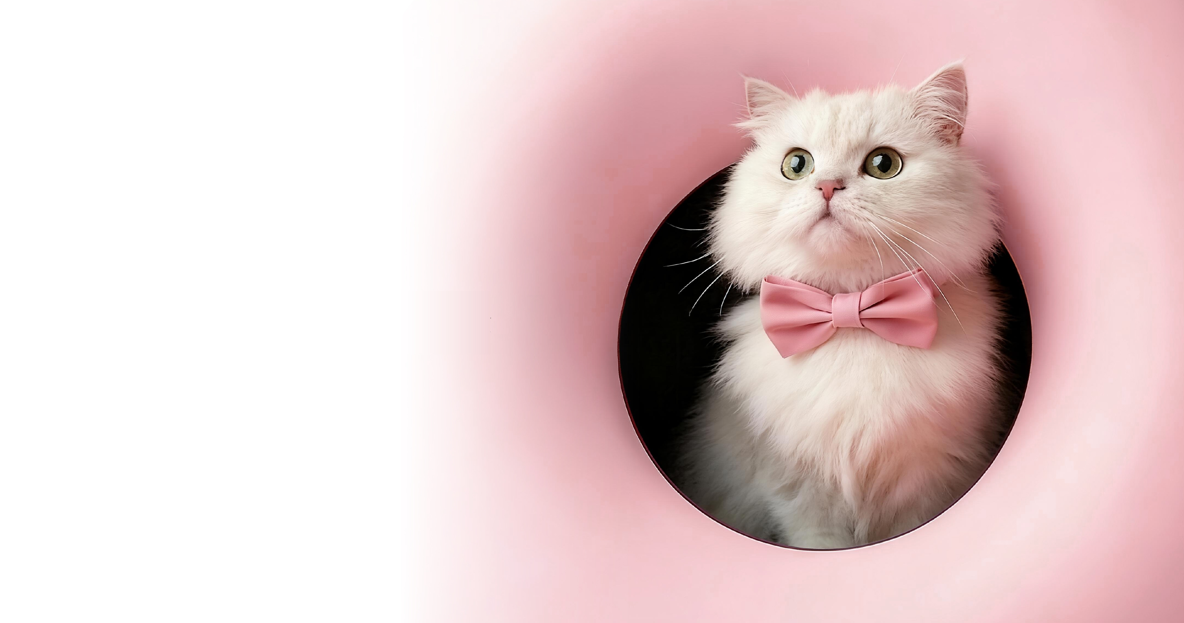Black Hole Cat Litter Box
