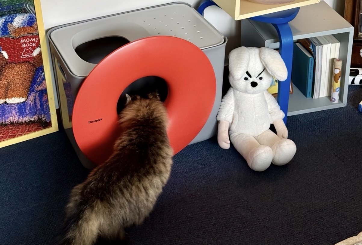 Community Cat Gallery