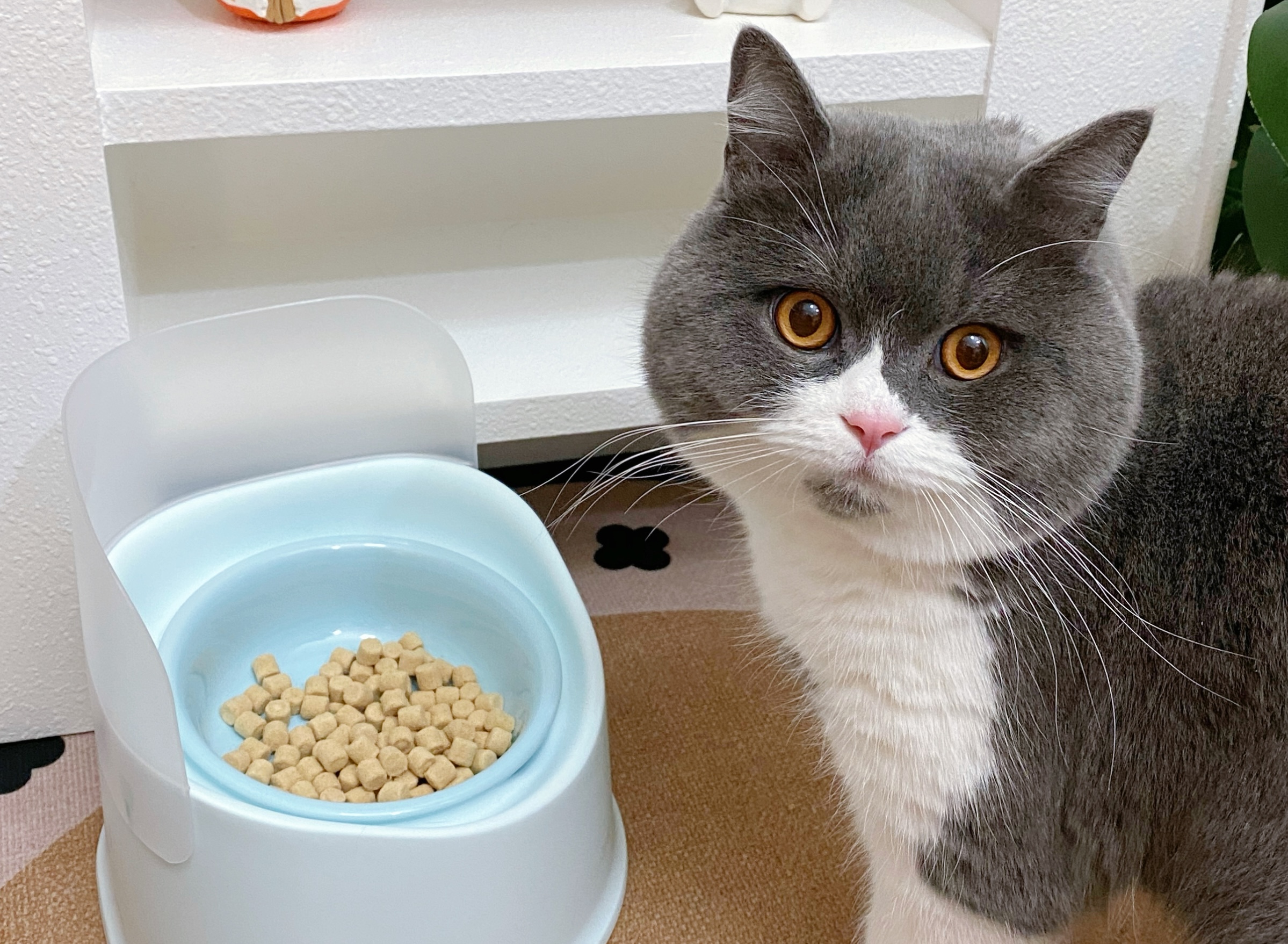Community Cat Gallery