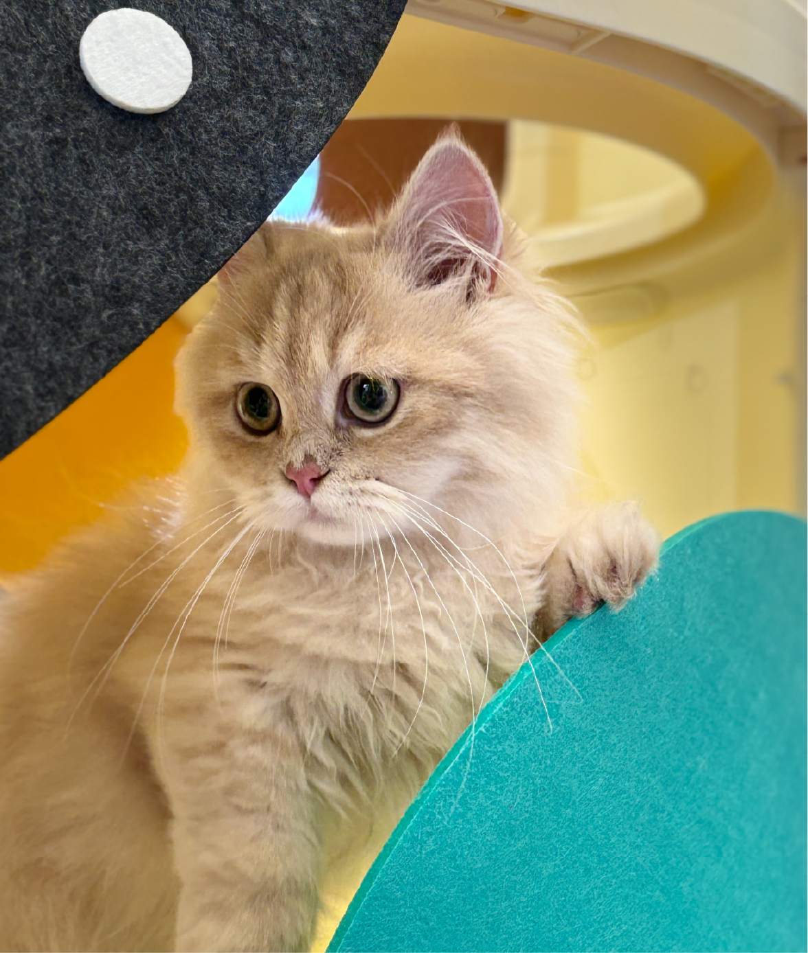 Cat exploring Decopark booth at 26th Pet Fair Asia
