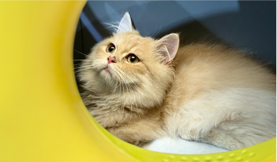 Cat resting inside a Decopark cat condo