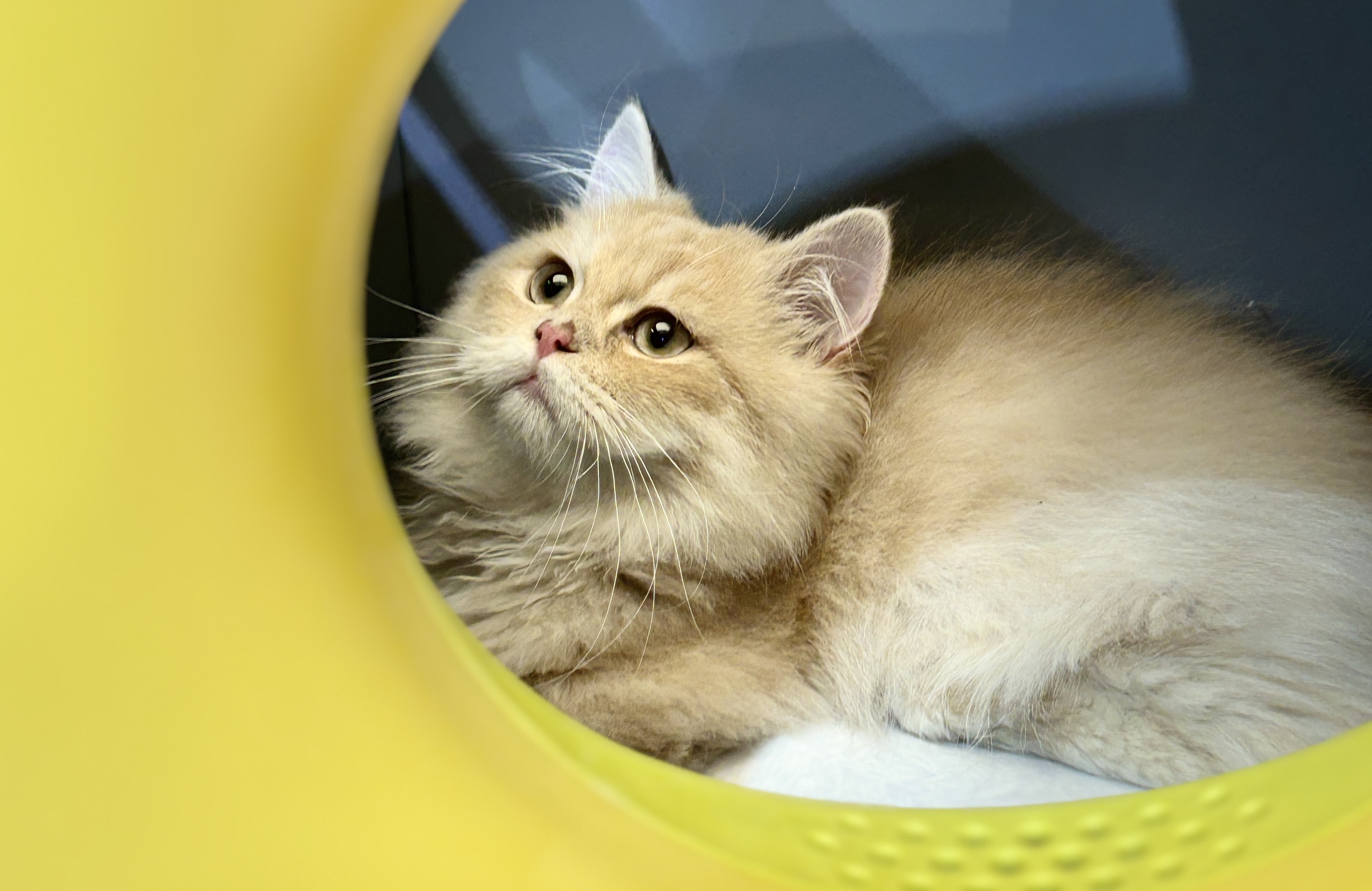 The 26th PET FAIR ASIA